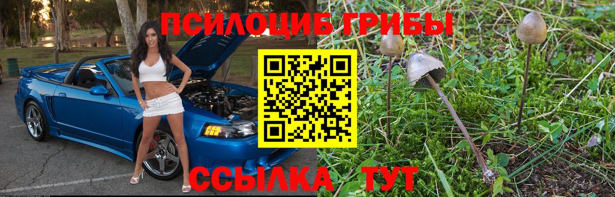 Псилоцибиновые грибы мицелий Кинель